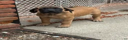 English Mastiff dogs for sale: English Mastiff 2 - Ad 1