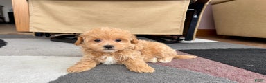 Maltipoo female 1