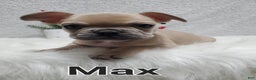 French Bulldog dogs for sale: Max - Ad 5