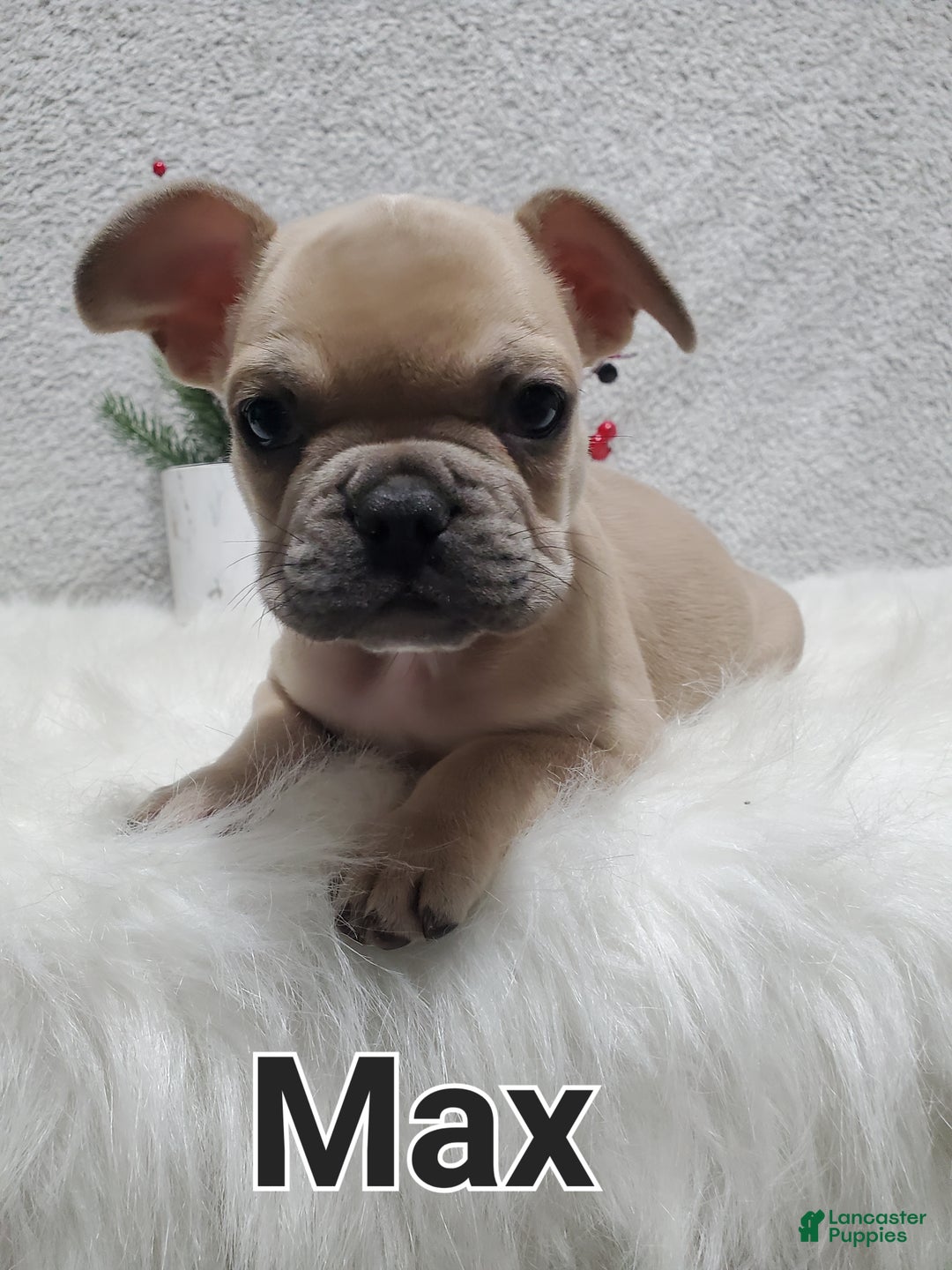 French Bulldog dogs for sale: Max - Ad 5