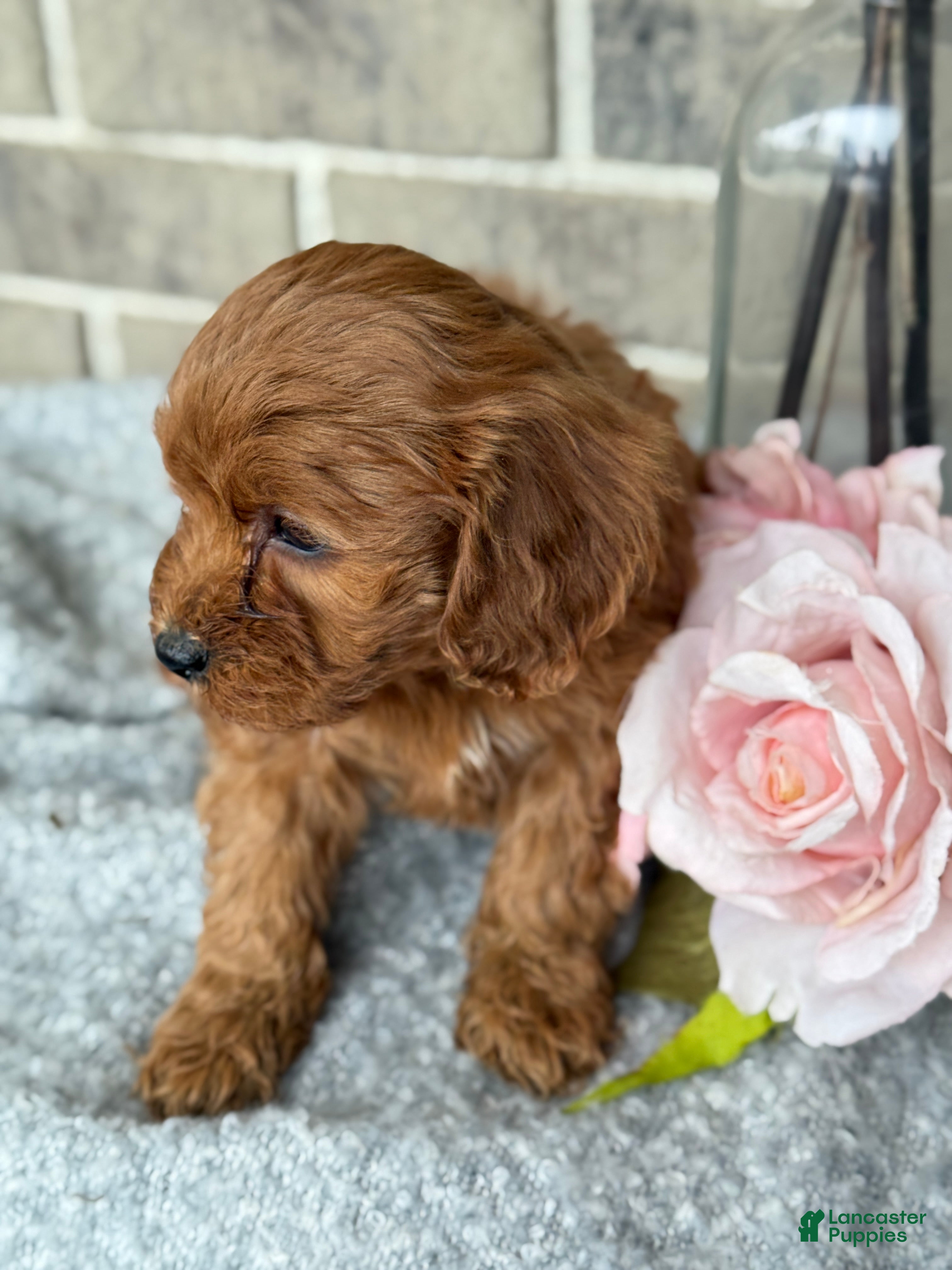 Cavapoo dogs Kiki - Ad 2