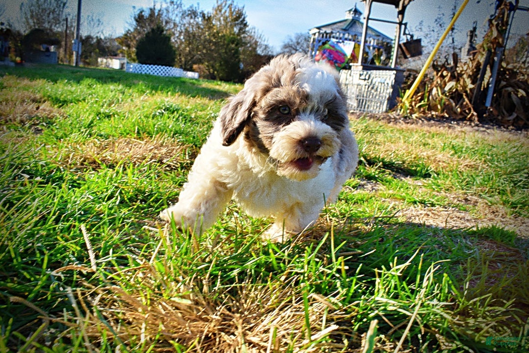 Havapoo dogs for sale: Pixie - Ad 9