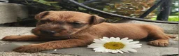 Irish Terrier dogs for sale: Rosy - Ad 4