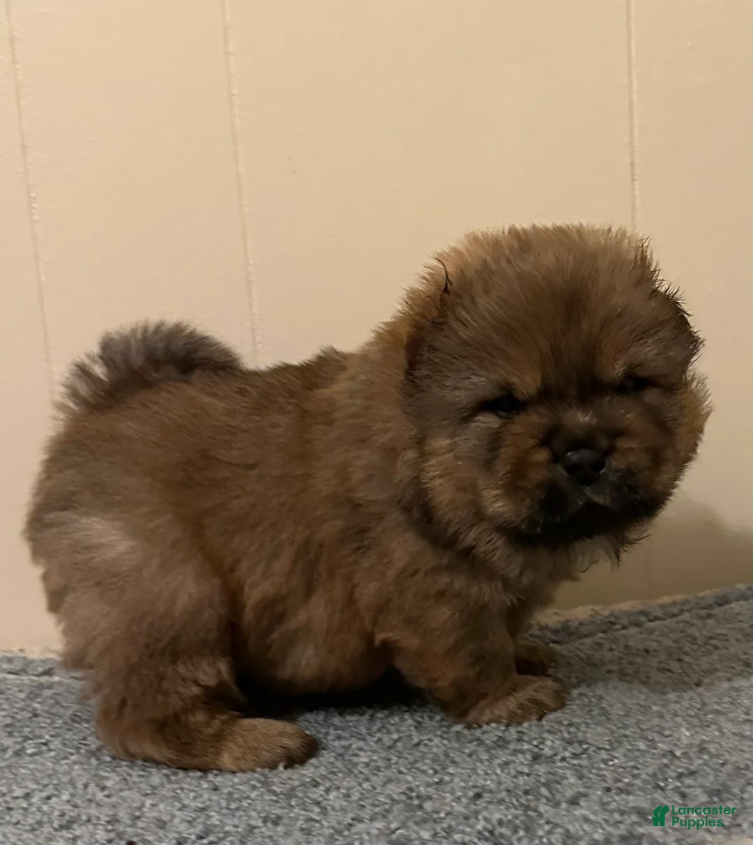 Chow Chow dogs for sale: Simba - Ad 2