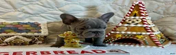 French Bulldog dogs for sale: River  - Ad 16