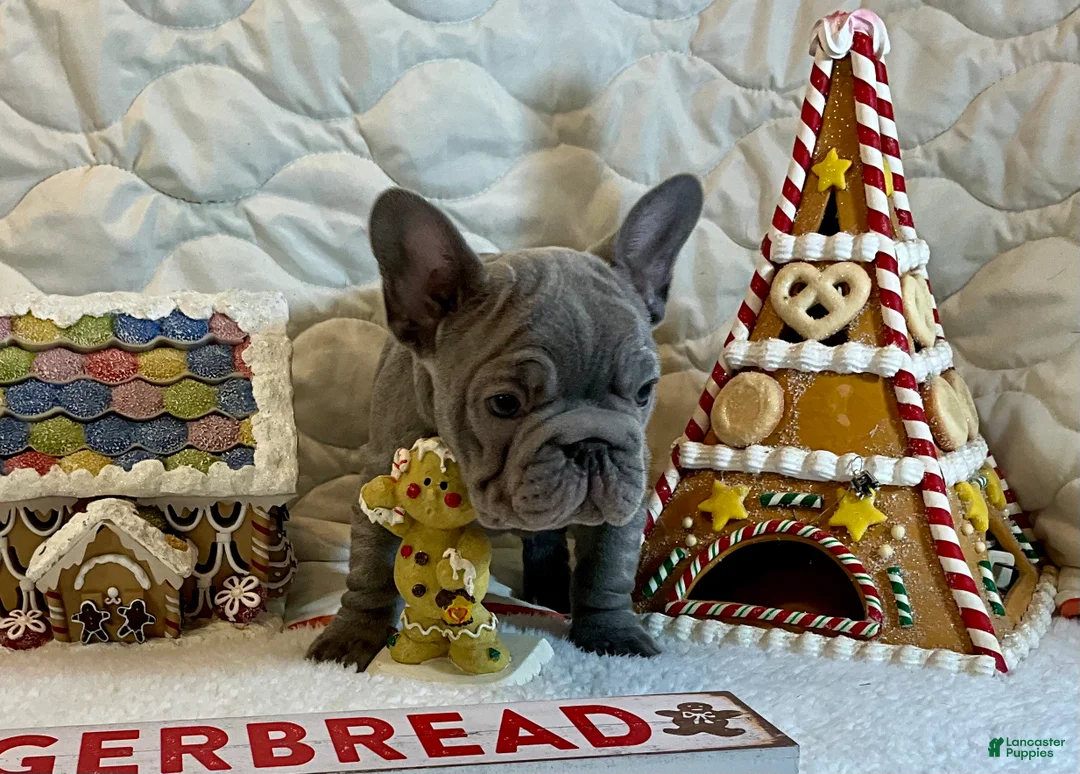 French Bulldog dogs for sale: River  - Ad 16