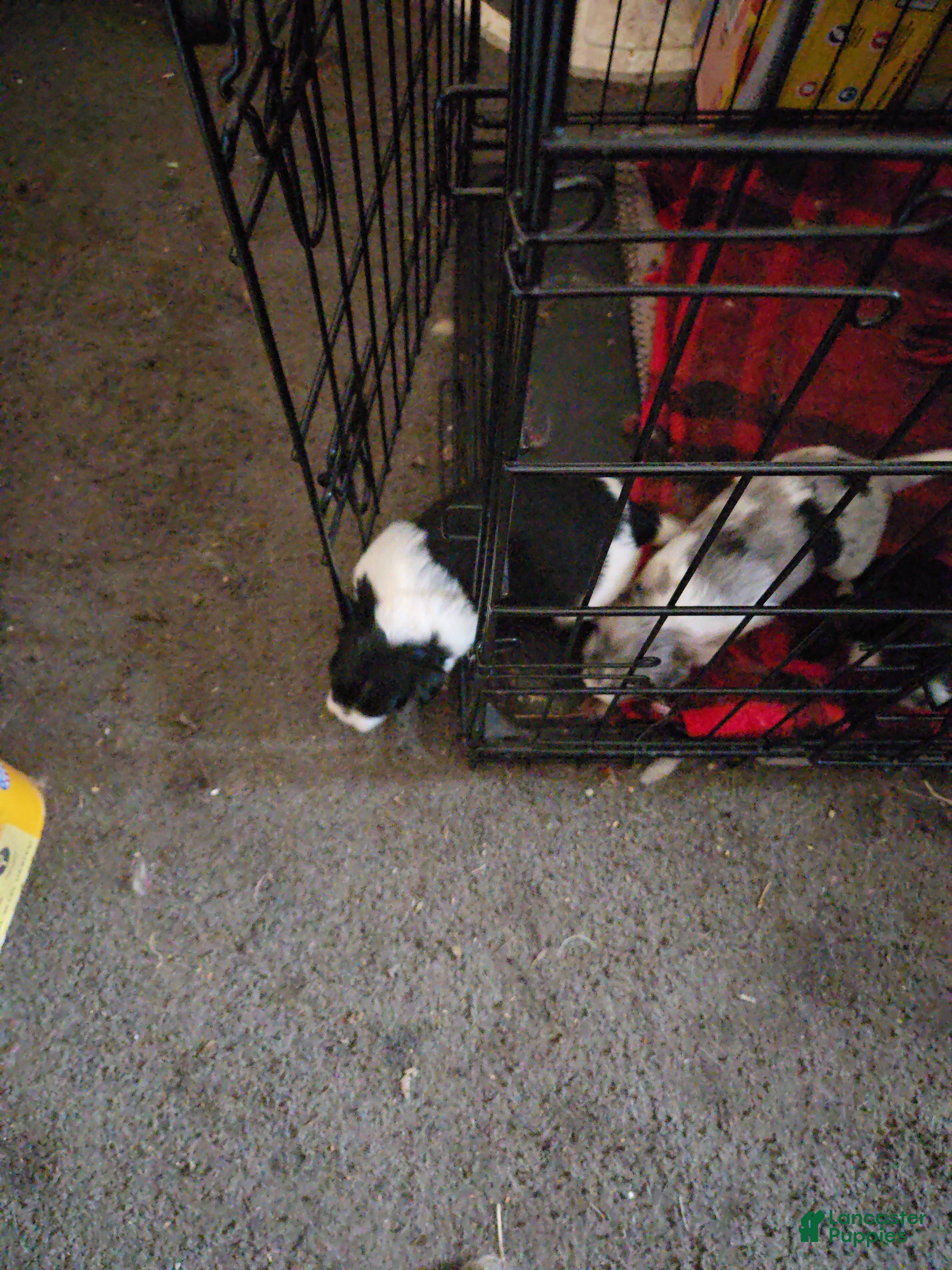 Mixed Breed dogs Mixed Breed Puppy 5 - Ad 26