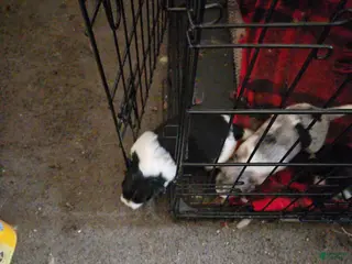 Mixed Breed dogs Mixed Breed Puppy 5 - Ad 26