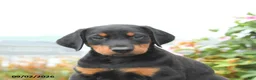 Mixed Breed dogs for sale: Freddie - Ad 5