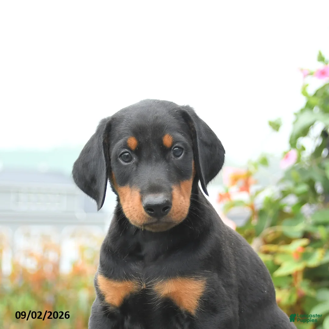 Mixed Breed dogs for sale: Freddie - Ad 5