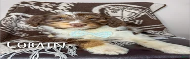 Cobain - Standard F1