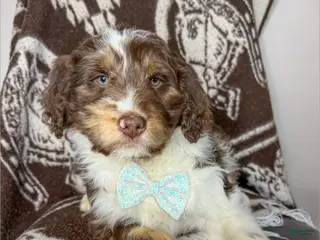 Aussiedoodle dogs Cobain - Standard F1 - Ad 15