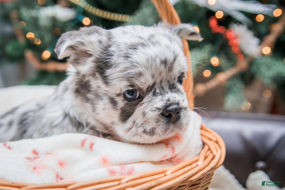 French Bulldog dogs for sale: Willow - fluffy  - Ad 5