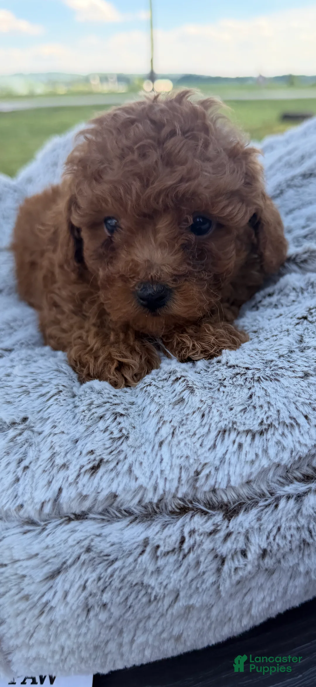 Toy Poodle dogs for sale: Toy Poodle 4 - Ad 2