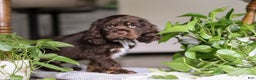 Cocker Spaniel dogs for sale: Milo - Ad 4