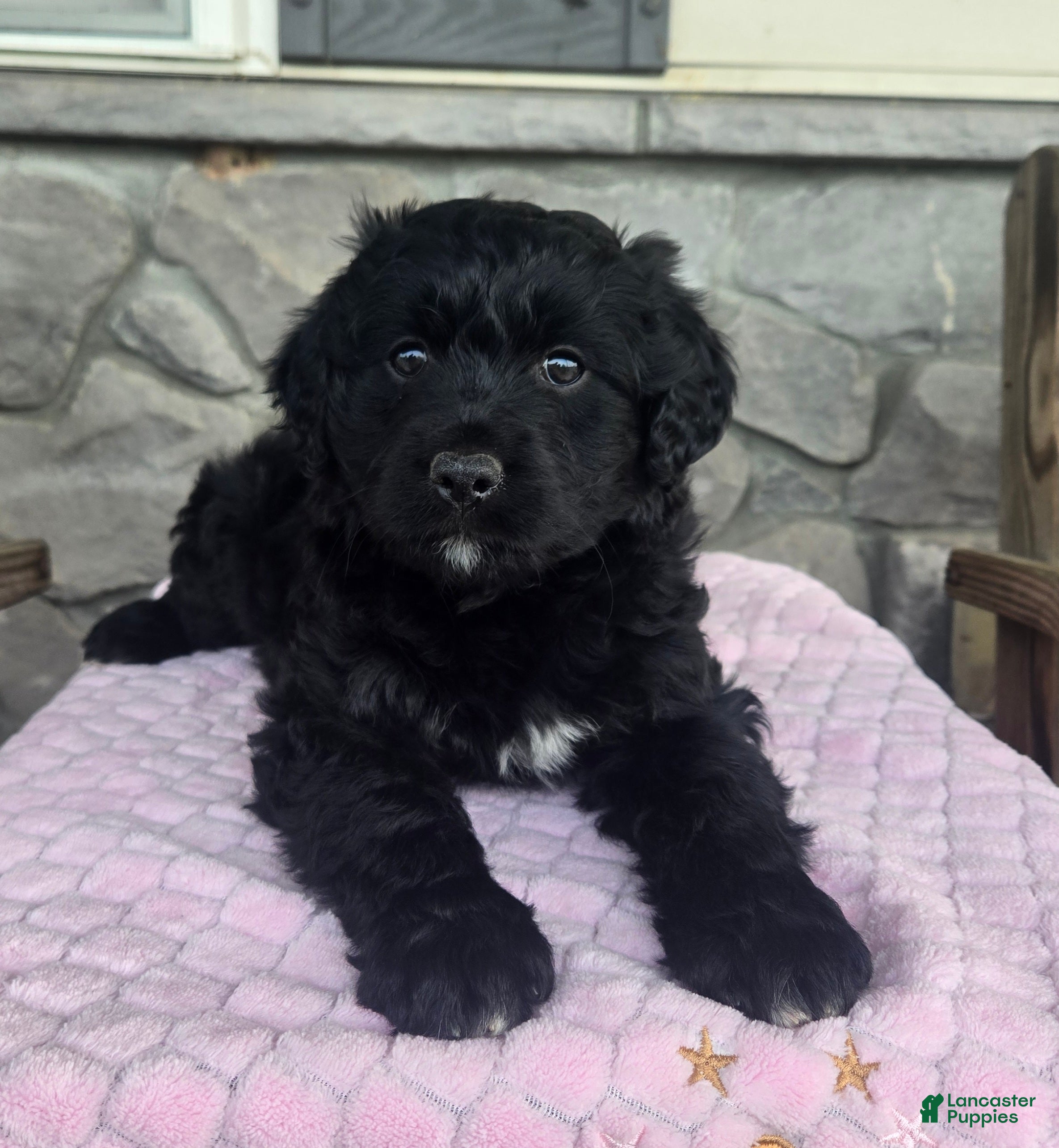 Mini Aussiedoodle dogs Jasmine  - Ad 1