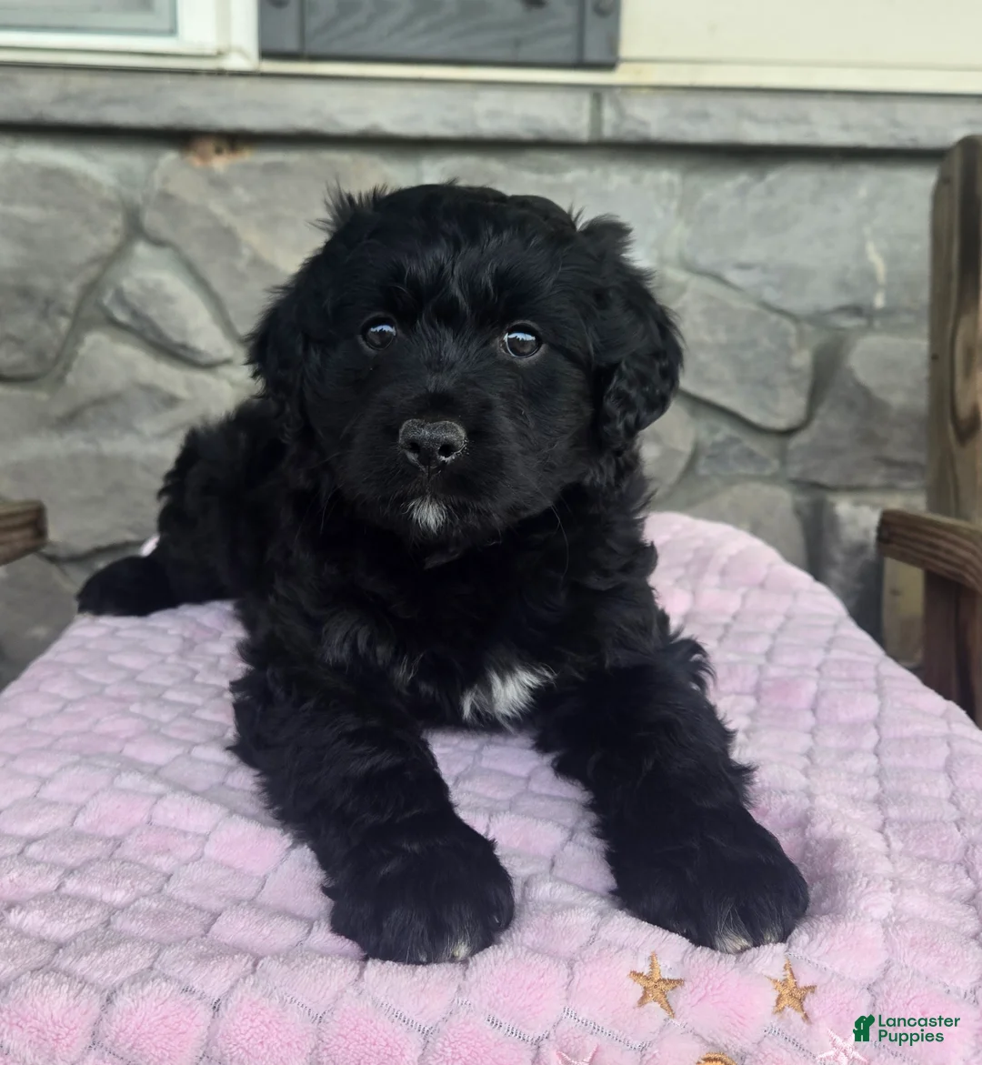 Mini Aussiedoodle dogs for sale: Jasmine  - Ad 1