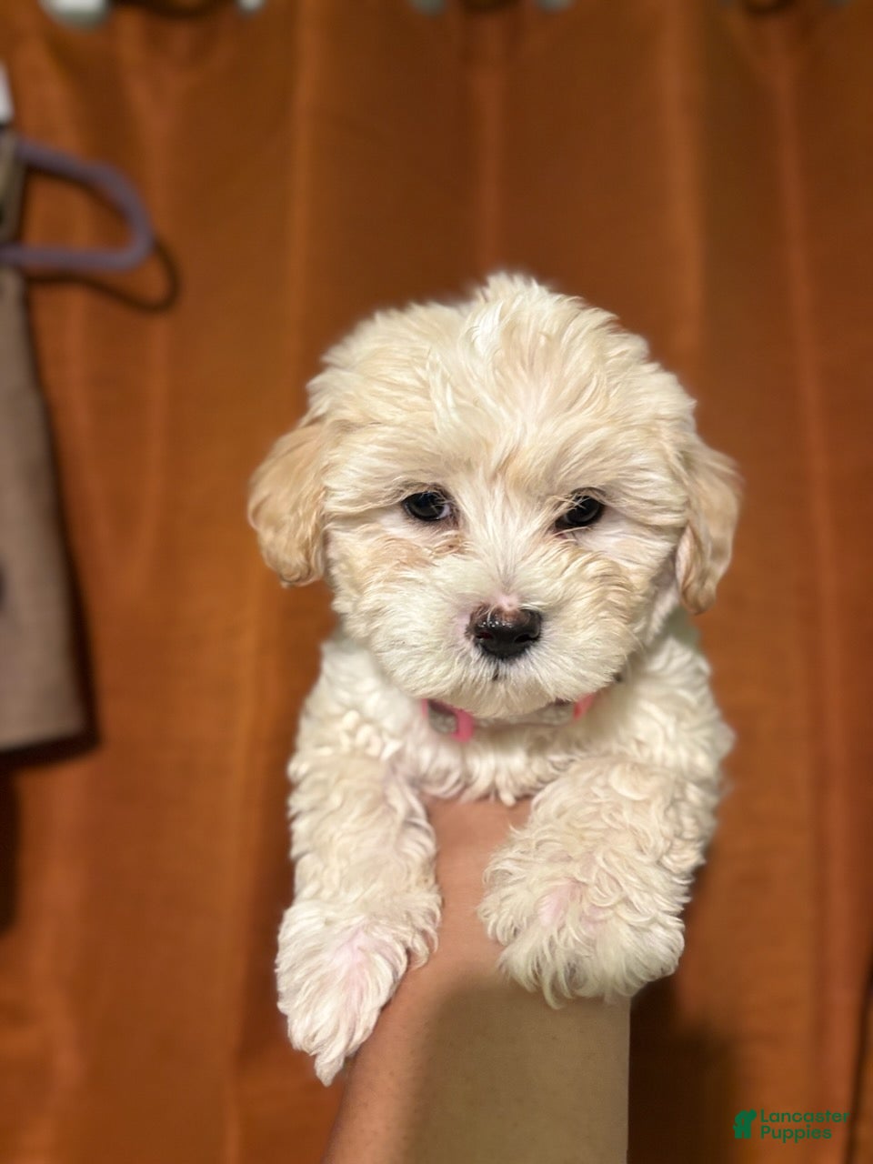 Maltipoo dogs Locus - Ad 1
