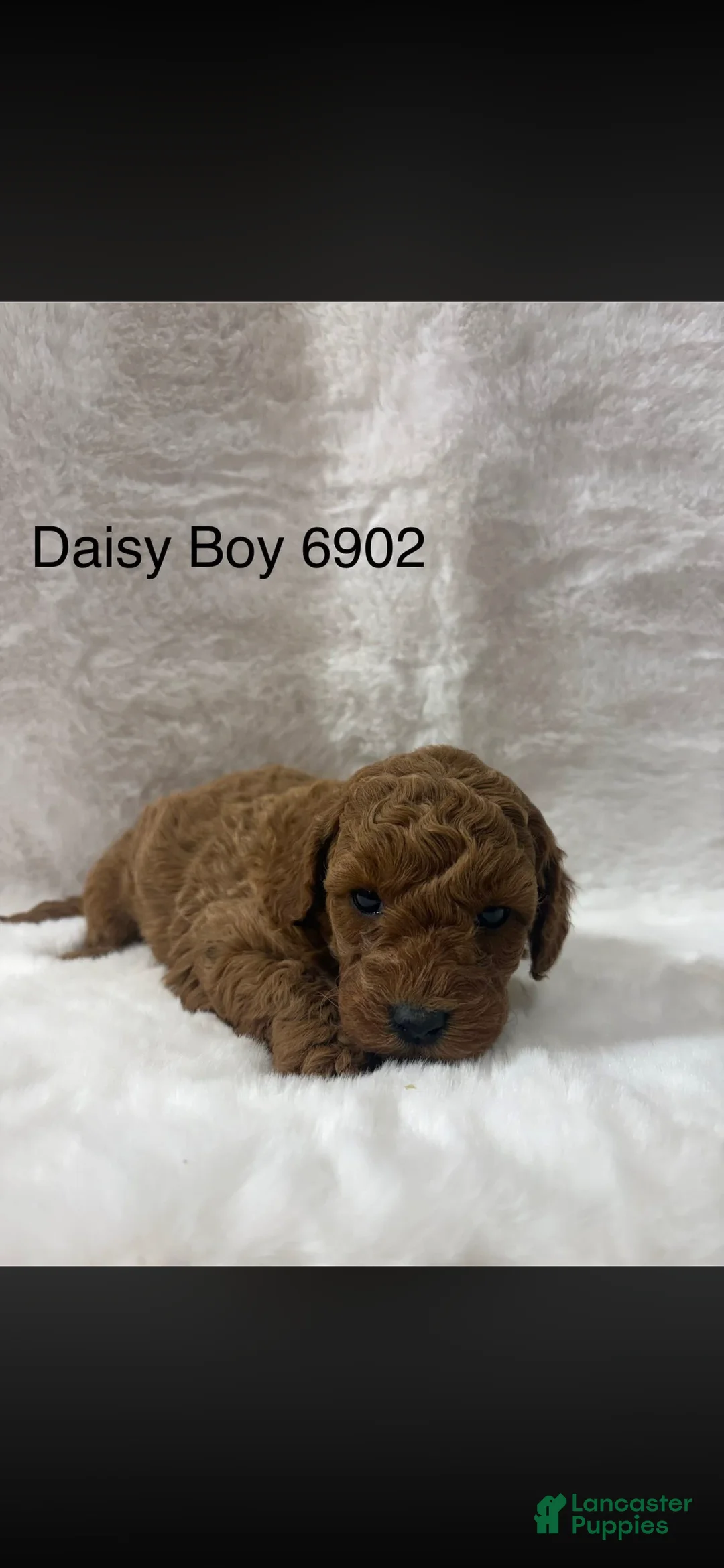 Mini Goldendoodle dogs for sale: Mini Goldendoodle Puppy 2 - Ad 1
