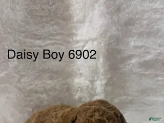 Mini Goldendoodle dogs Mini Goldendoodle Puppy 2 - Ad 2