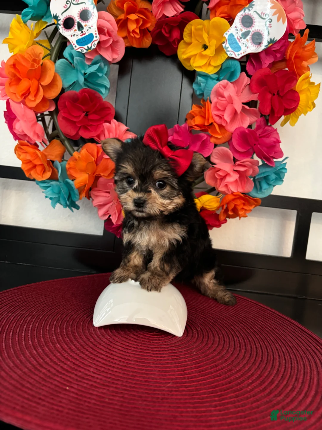 Morkie dogs for sale: Morkie Puppy 2 - Ad 1