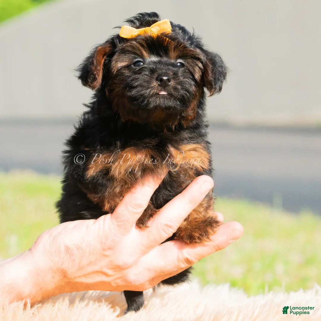 Yorkiepoo dogs for sale: Silas - Ad 2