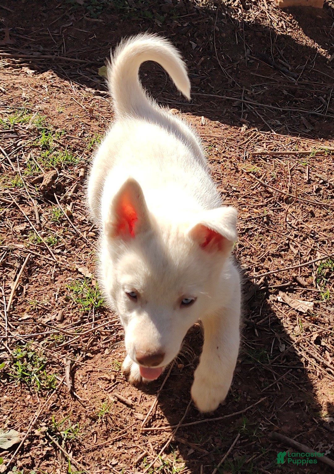 Siberian Husky dogs for sale: Siberian Husky Puppy 2 - Ad 3
