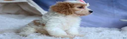 Cavachon dogs for sale: RACHEL - Ad 12