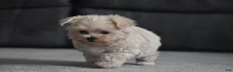 Maltipoo dogs for sale: Leo - Ad 6
