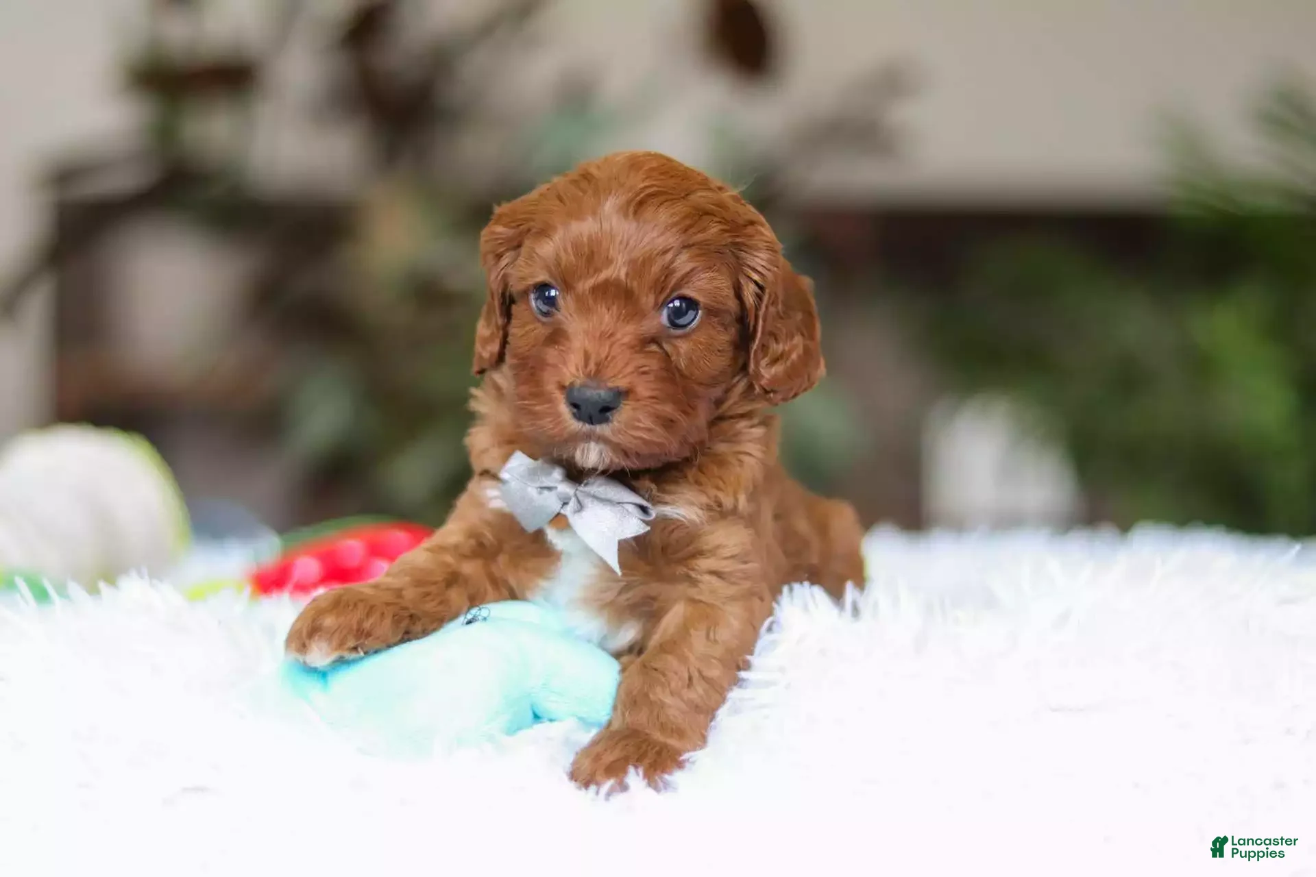 Cavapoo dogs Reggie - Ad 1