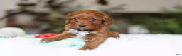 Cavapoo dogs for sale: Reggie - Ad 1