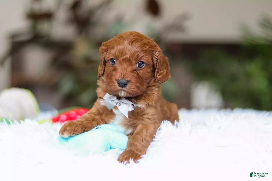 Cavapoo dogs for sale: Reggie - Ad 1