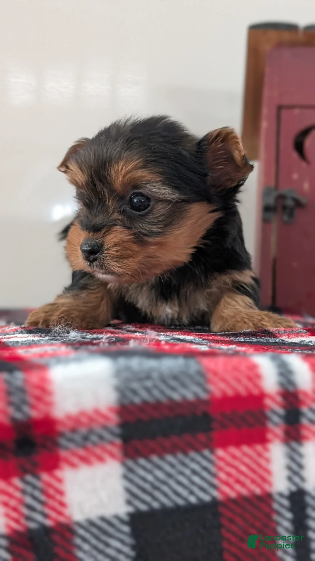 Yorkshire Terrier dogs for sale: Daisy - Ad 3