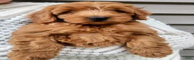 BELLA - Mini Goldendoodle Fluffy Puppy