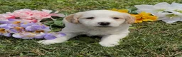 Mini Goldendoodle dogs for sale: Indy - Ad 3