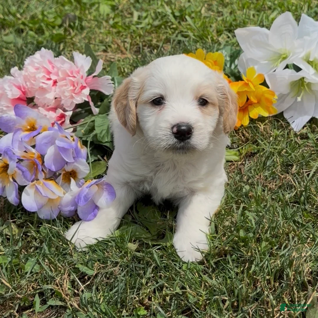 Mini Goldendoodle dogs for sale: Indy - Ad 3