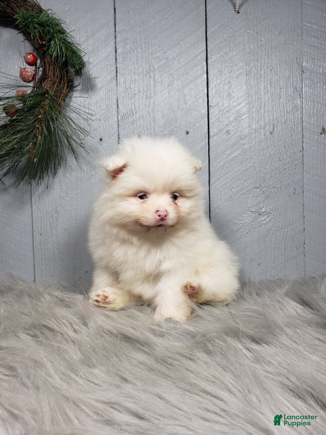 Pomeranian dogs for sale: Ava  - Ad 6