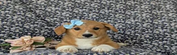 Welsh Corgi Pembroke dogs for sale: Maxie AKC Registered - Ad 7