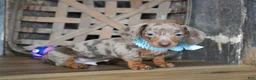 Miniature Dachshund dogs for sale: Brandt - Ad 4