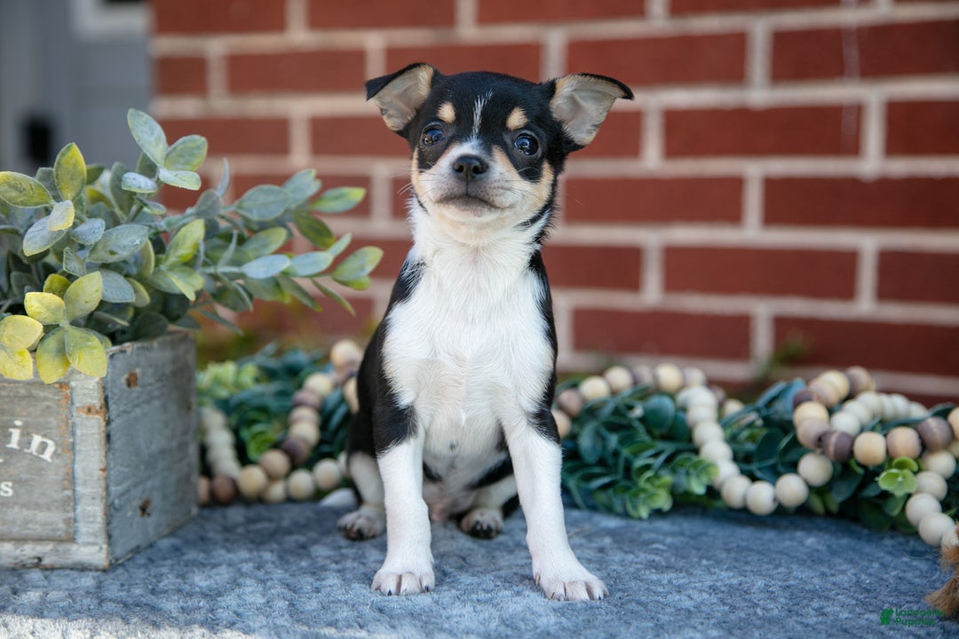 Chihuahua dogs for sale: Patches - Ad 1
