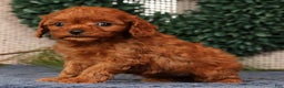 Cavapoo dogs for sale: Lana - Ad 8
