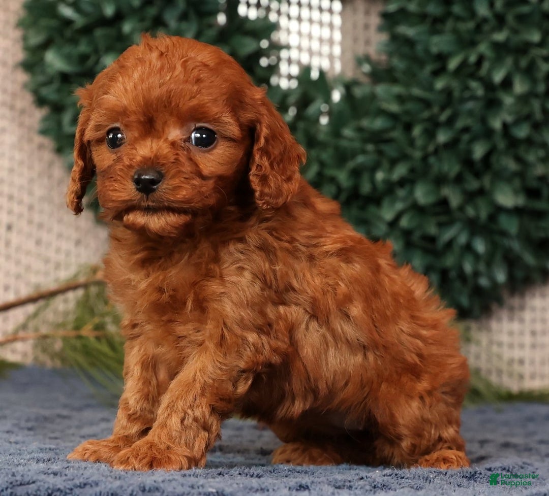 Cavapoo dogs for sale: Lana - Ad 8