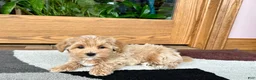 Havapoo dogs for sale: Havapoo Puppy 1 - Ad 5