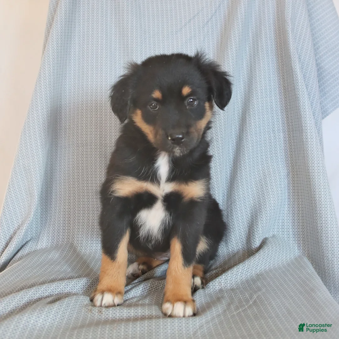 Miniature Australian Shepherd dogs for sale: Blessing - Ad 5