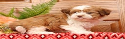 Havanese dogs for sale: Tonya - Ad 2