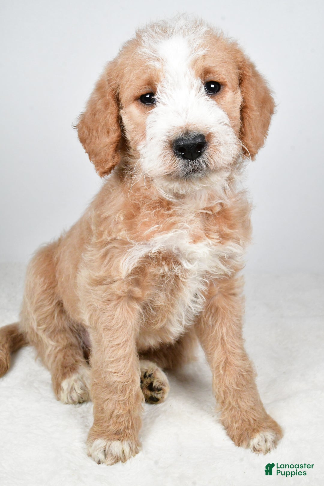 Labradoodle dogs for sale: Nova - Ad 3