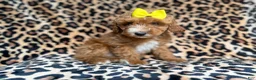 Cockapoo dogs for sale: Janey - Ad 5