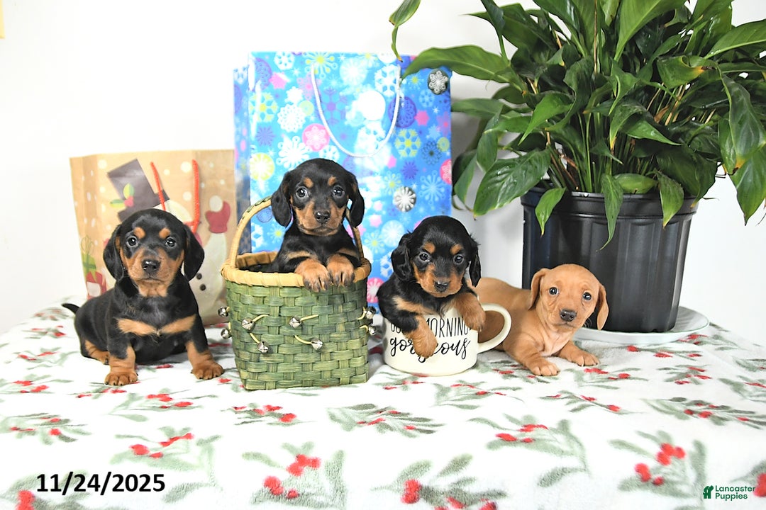 Miniature Dachshund dogs for sale: Lucky - Ad 4