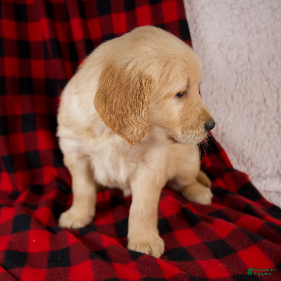 Golden Retriever dogs for sale: Tessa - Ad 6