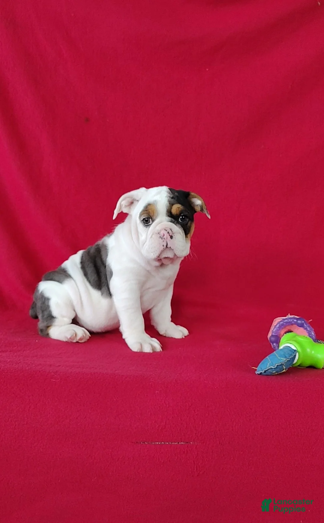 Beabull dogs for sale: Stacy - Ad 1